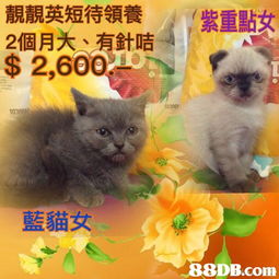 grooming是什么意思