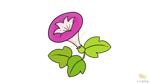 牵牛花的简笔画图片，牵牛花的简笔画彩色
