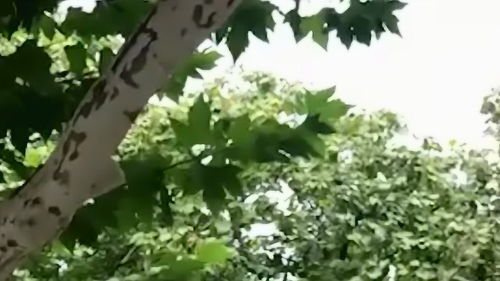 莲理枝是什么意思?
