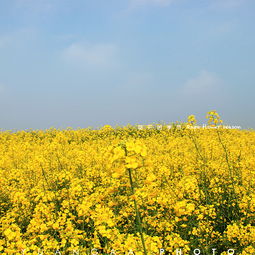 油菜花什么时候开花,春天还是夏天