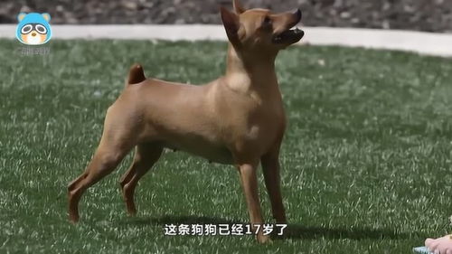八公分是多少厘米，八公忠犬电影在线观看