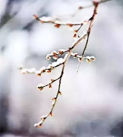 踏雪寻梅的诗句梅花与雪梅花雪，踏雪寻梅诗句七绝