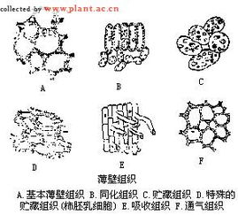 parenchymal，parenchymal disease