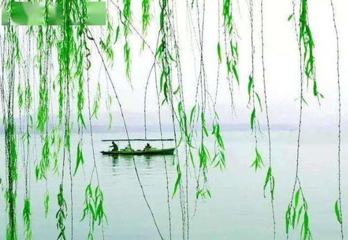 凉州词 青门柳