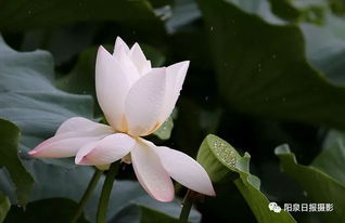 秦观、虞美人 全诗解释?