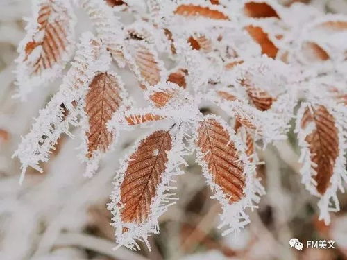 菡萏香销翠叶残下一句，菡萏香销翠叶残,西风愁起绿波间拼音
