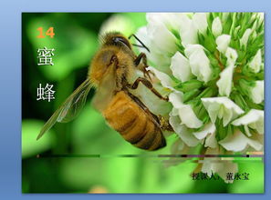 蜜蜂ppt背景图，蜜蜂ppt课件免费