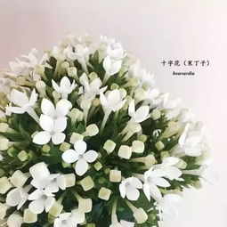 花的英文名字女孩，花的英文flowers