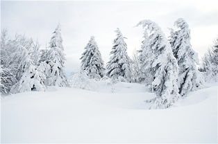 雪景作文500字怎么写，雪景作文500字六年级