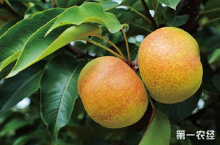 梨 苹果 营养价值及功效与作用 苹果梨的选购技巧
