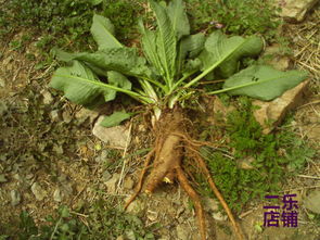 羊蹄根的别名叫什么，羊蹄根的功效与作用图片