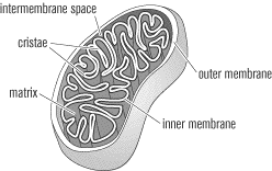 cytoplasm翻译，Cytoplasmic inheritance