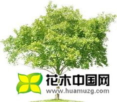 树的好处是什么