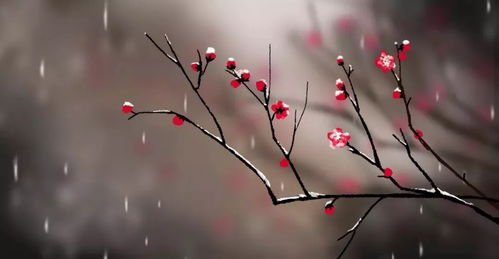 关于一朵小花作文400字5篇