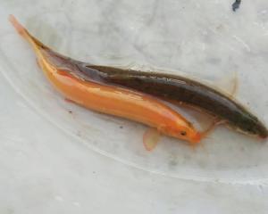 泥鳅是鱼吗?泥鳅是海鲜吗