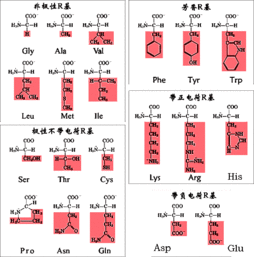 亚氨基酸是哪种氨基酸，a-亚氨基酸
