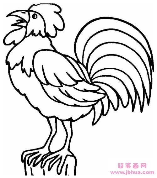公鸡简笔画步骤