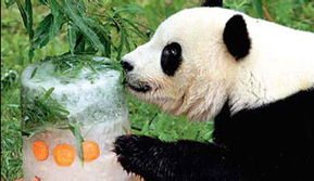 lick是什么意思