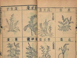 李时珍所著 打一字，李时珍所著的是什么书
