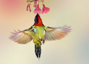 birds怎么读音发音