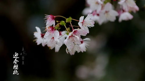 野芳发而幽香的芳是什么意思，野芳发而幽香的下一句