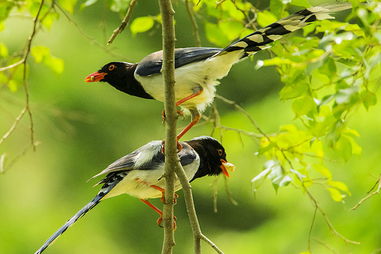 birds歌曲，birds翻译成中文