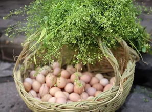 安豆头和豌豆头有什么区别