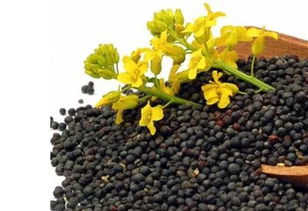 油菜籽榨油机多少钱一台 新款，油菜籽榨油多少斤榨一斤油