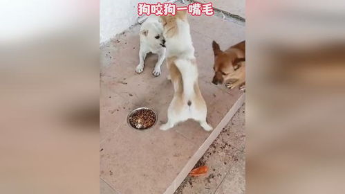 狗咬狗打一成语