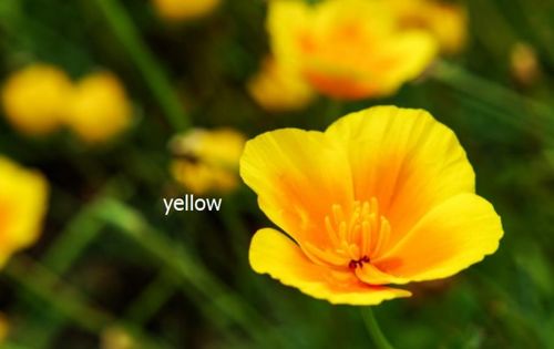 yellow是什么意思
