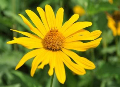 关于菊花的古诗《题菊花》原文译文赏析