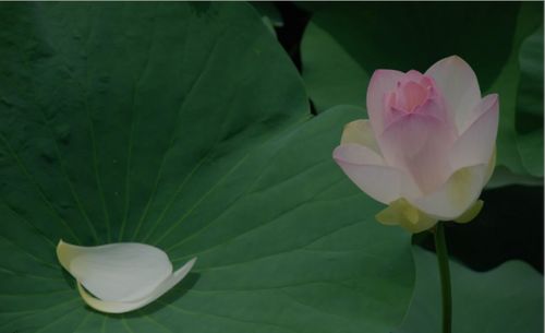 菊花的英文怎么读音，观赏荷花的英文