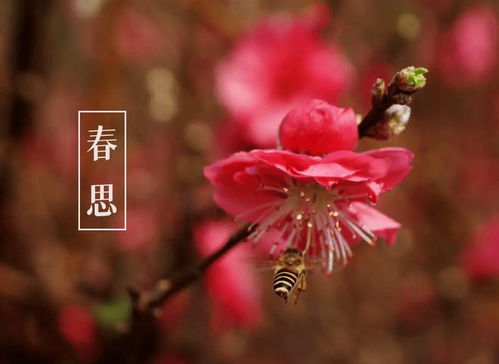 春思方岳意思