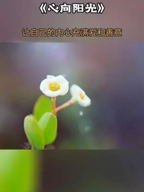 心向阳光下一句是什么?
