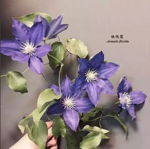 花的英文单词