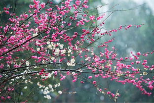 十里香花，十里香黑盒