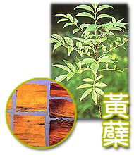 蘖怎么读拼音，蘖有几种读音