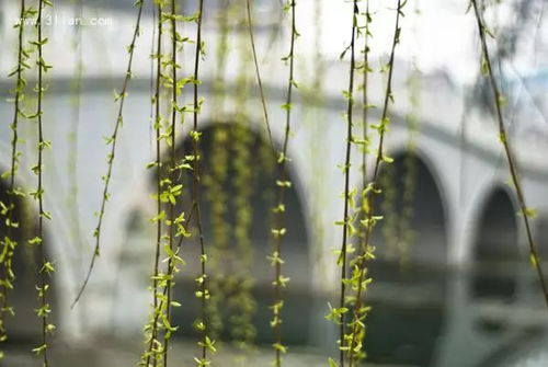 柳树发芽了的拼音，春天到了柳树发芽了