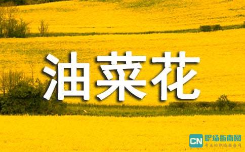 三年级油菜花作文300字
