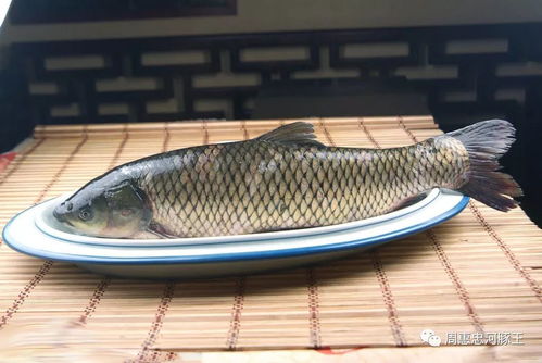 草鱼吃什么食物
