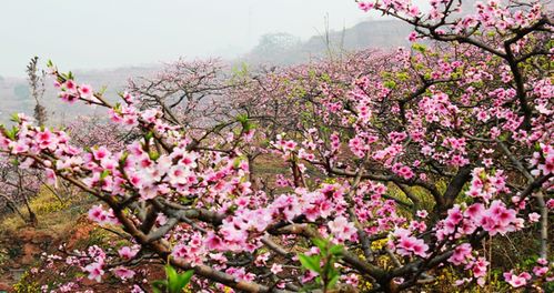 广汉市天气预报近一月，广汉市天气预报7天