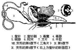 为什么蜜蜂有针?