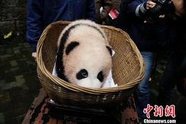 timidly翻译，timidly up