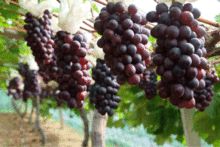葡萄花语，葡萄花鸟纹银香囊的传奇故事