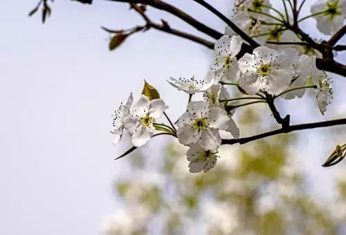 东栏梨花 问鹿，东栏梨花苏轼表达了作者怎样的思想感情