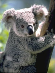 koalas怎么读，koalas and kangaroos是什么意思
