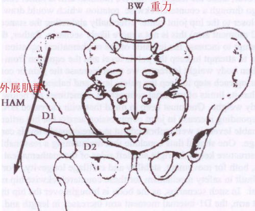 pelvic floor，pelvic cavity