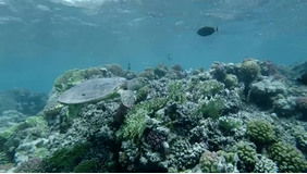 reef中文翻译