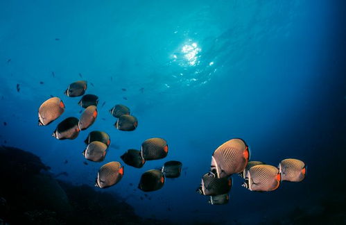 reef什么意思，reef tiger手表