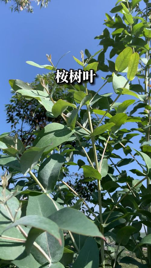 桉树叶能驱臭虫吗，桉树叶煮水洗澡的功效与作用